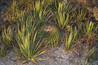 pa_287_echinocactus_platyacanthus.jpg