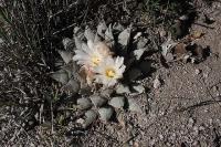 pa_288_ariocarpus_retusus.jpg