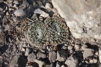 pa_289_mammillaria_formosa.jpg