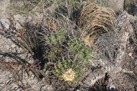pa_290_echinocactus_platyacanthus.jpg