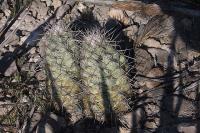 pa_291_neolloydia_matehualensis.jpg