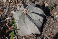 pa_292_astrophytum_myriostigma.jpg