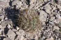 pa_293_coryphantha_glanduligera.jpg