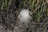 pa_294_mammillaria_candida.jpg