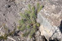 pa_295_echinocereus_pentalopus.jpg