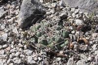 pa_296_thelocactus_hexaedrophorus.jpg