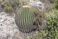 pa_297_echinocactus_platyacanthus.jpg
