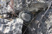 pa_298_mammillaria_formosa.jpg