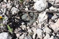 pa_299_turbinicarpus_schwarzii.jpg