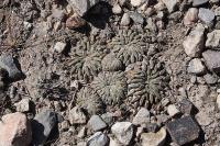 pa_301_pelecyphora_aselliformis.jpg