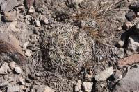 pa_302_coryphantha_radians.jpg