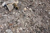 pa_304_opuntia_microdasys.jpg