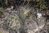 pa_305_echinofossulocactus_erectocentrus.jpg