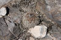 pa_306_coryphantha_echinoidea.jpg