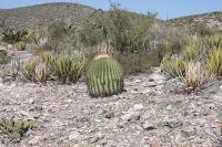 pa_308_echinocactus_platyacanthus.jpg