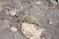 pa_309_echinocereus_cinerascens.jpg