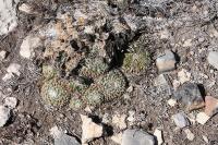 pa_310_mammillaria_formosa.jpg