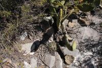 pa_311_opuntia_microdasys.jpg