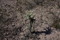 pa_312_cylindropuntia_imbricata.jpg