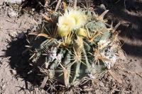 pa_314_ferocactus_latispinus_f._flavispinus.jpg