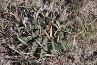 pa_315_echinofossulocactus_coptonogonus.jpg