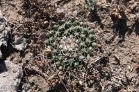 pa_316_mammillaria_uncinata.jpg