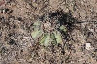 pa_317_echinocactus_horizonthalonius.jpg
