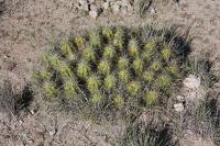 pa_318_echinocereus_cinerascens.jpg
