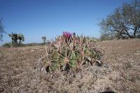 pa_319_ferocactus_latispinus.jpg