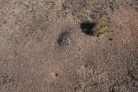 pa_320_cylindropuntia_tunicata.jpg