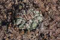 pa_321_thelocactus_hexaedrophorus.jpg
