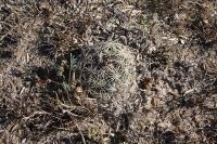 pa_322_coryphantha_radians.jpg