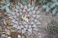 pa_323_ariocarpus_retusus.jpg