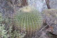 pa_324_ferocactus_hystrix.jpg