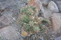 pa_325_echinocereus_cinerascens.jpg