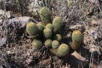 pa_326_coryphantha_erecta.jpg