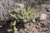 pa_327_echinocereus_cinerascens.jpg