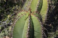 pa_328_stenocereus_dumortieri.jpg