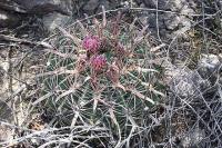 pa_329_ferocactus_latispinus.jpg