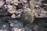 pa_330_mammillaria_magnimamma.jpg