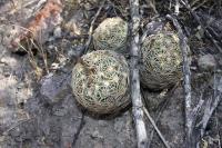 pa_331_coryphantha_radians.jpg