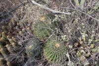 pa_333_ferocactus_hystrix.jpg