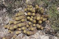 pa_334_mammillaria_elongata.jpg