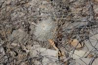 pa_335_mammillaria_parkinsonii.jpg