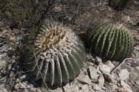 pa_336_echinocactus_platyacanthus.jpg