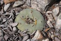 pa_337_lophophora_diffusa.jpg