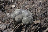 pa_339_mammillaria_parkinsonii.jpg