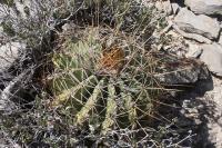 pa_340_ferocactus_echidne.jpg