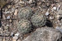 pa_341_coryphantha_cornifera.jpg