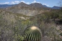 pa_342_echinocactus_platyacanthus.jpg